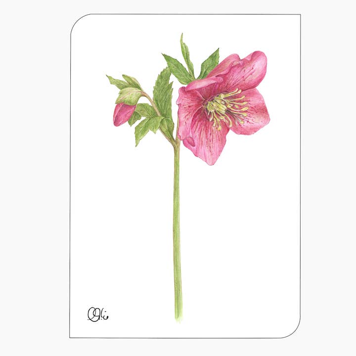 Nieswurzpostkarte - pink - Helleborusbüte - Frühling für den Großhandel von christine wiegelmann design