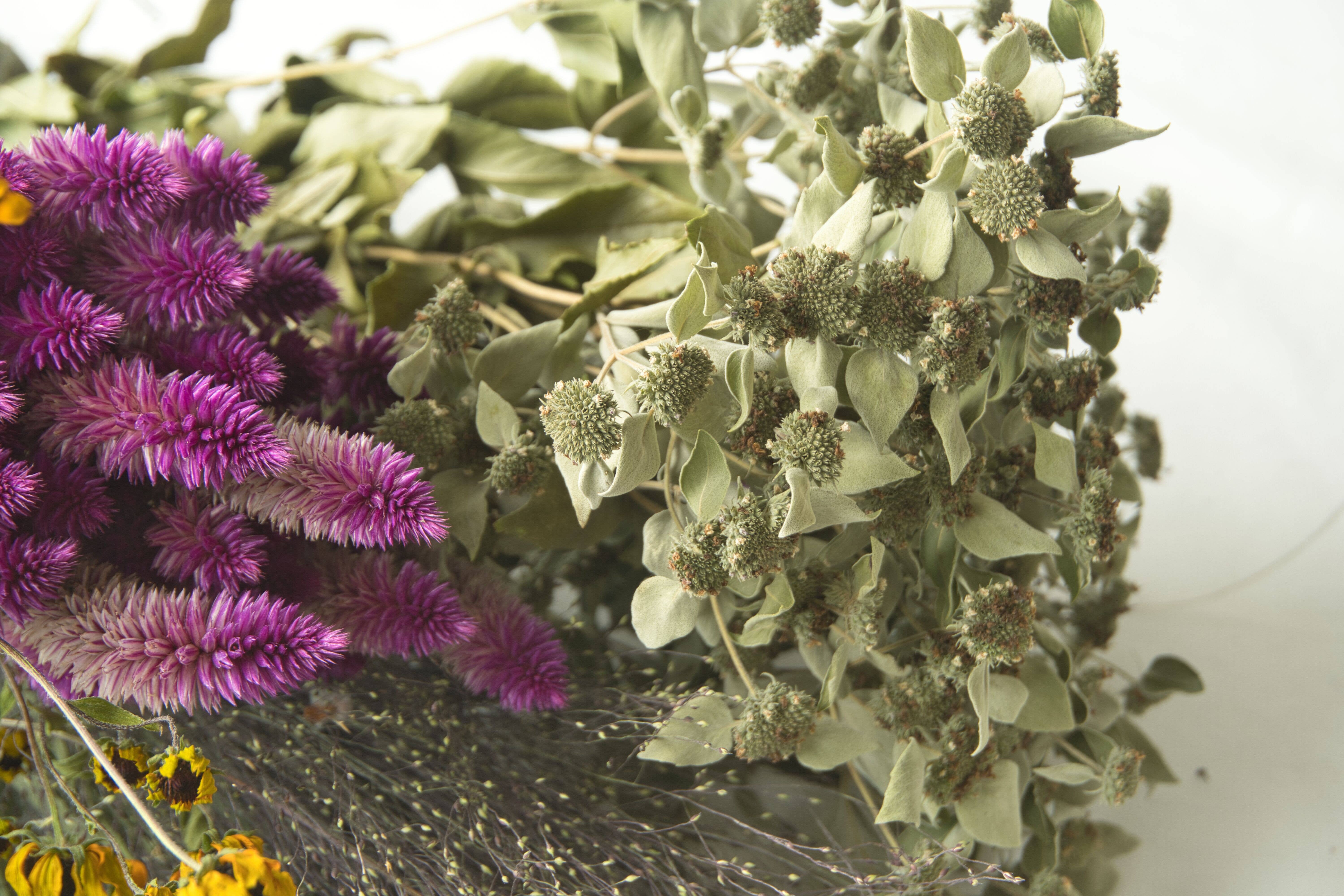 Fence Post Florals - Wholesale Dried/Pressed Flowers - Mint-Mountain, Dried Flowers, Wedding flowers7
