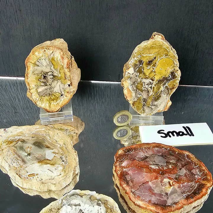 Distinction Crystals - Wholesale Spiritual Stone/Crystal - Fossil Wood Crystal Slices SM - XL2