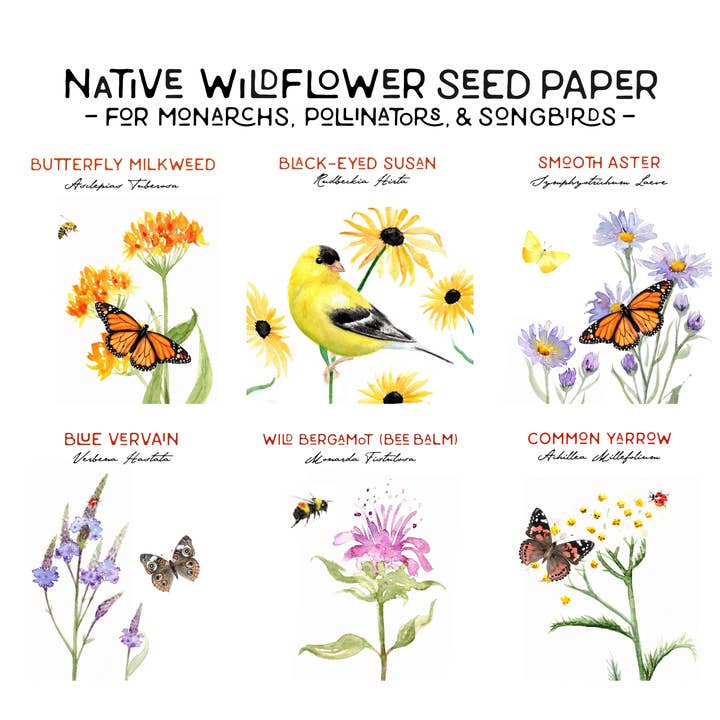 Notes of Eden Seed Cards - Wholesale Everyday Greeting Card - Butterflies of Minnesota NATIVE Wildflower Seed Card2