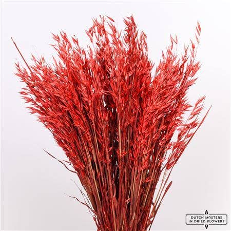 Dutch Flower Studio – wholesale Torkade/pressade blommor – Avena - havregräs - 70 cm - torkade blommor
