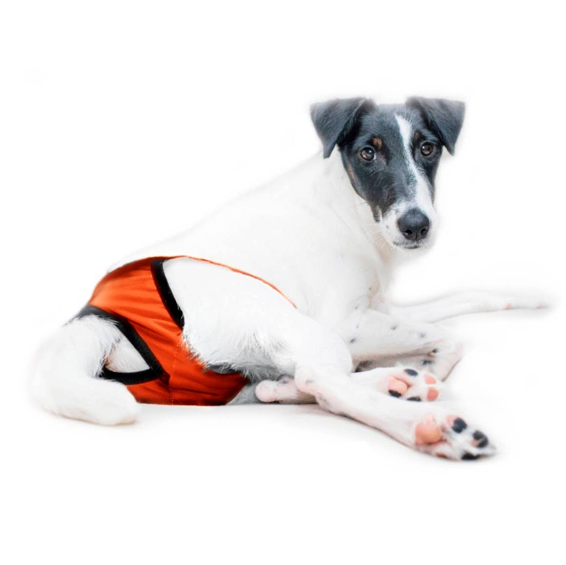 FINNERO - Wholesale Pet Diaper - Dog - FINNERO BRENDA Dog Hygiene pants, 3 colors, Washable Diaper12