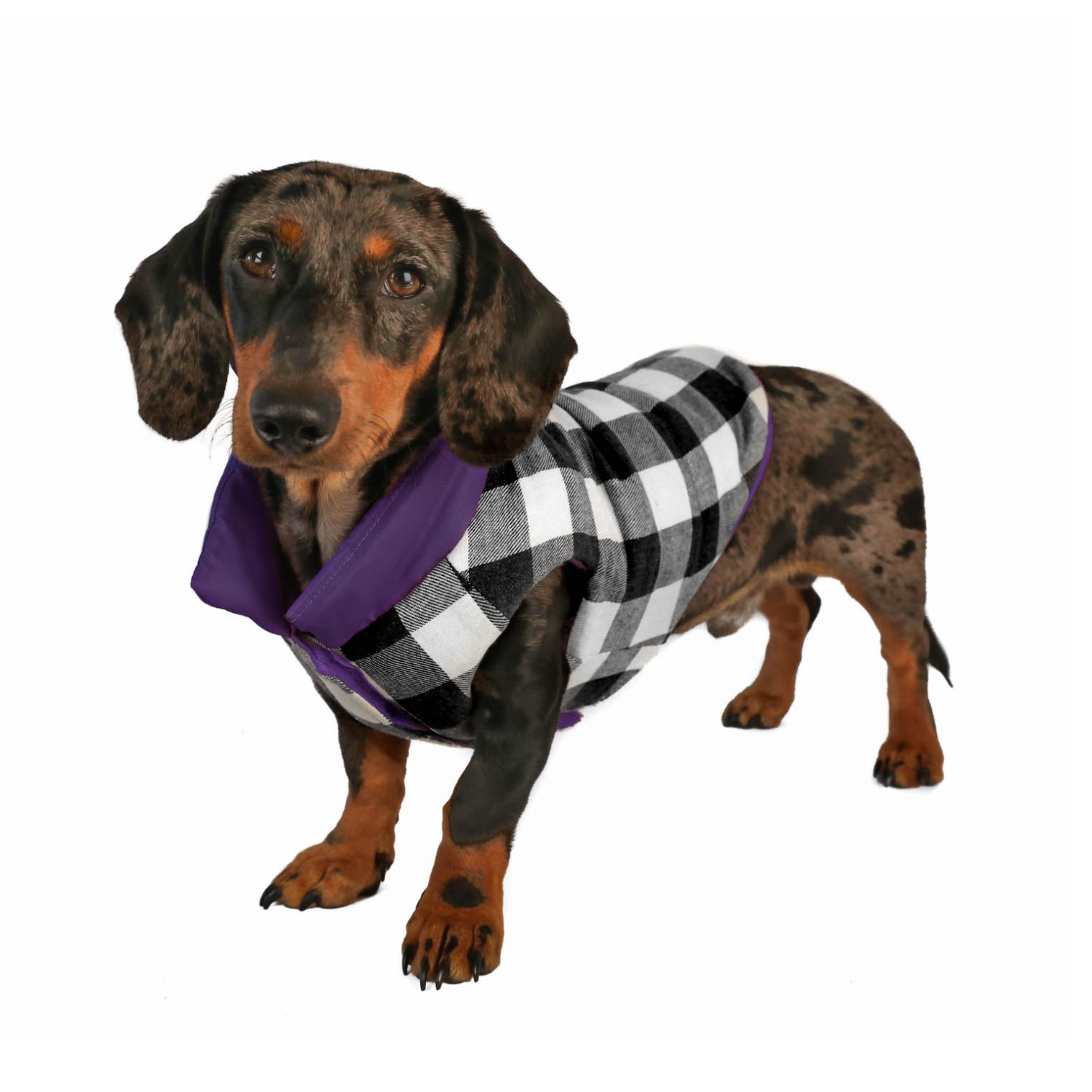 DJANGO - Wholesale Pet Coat - Dog - Reversible Puffer Dog Coat - Violet Purple4