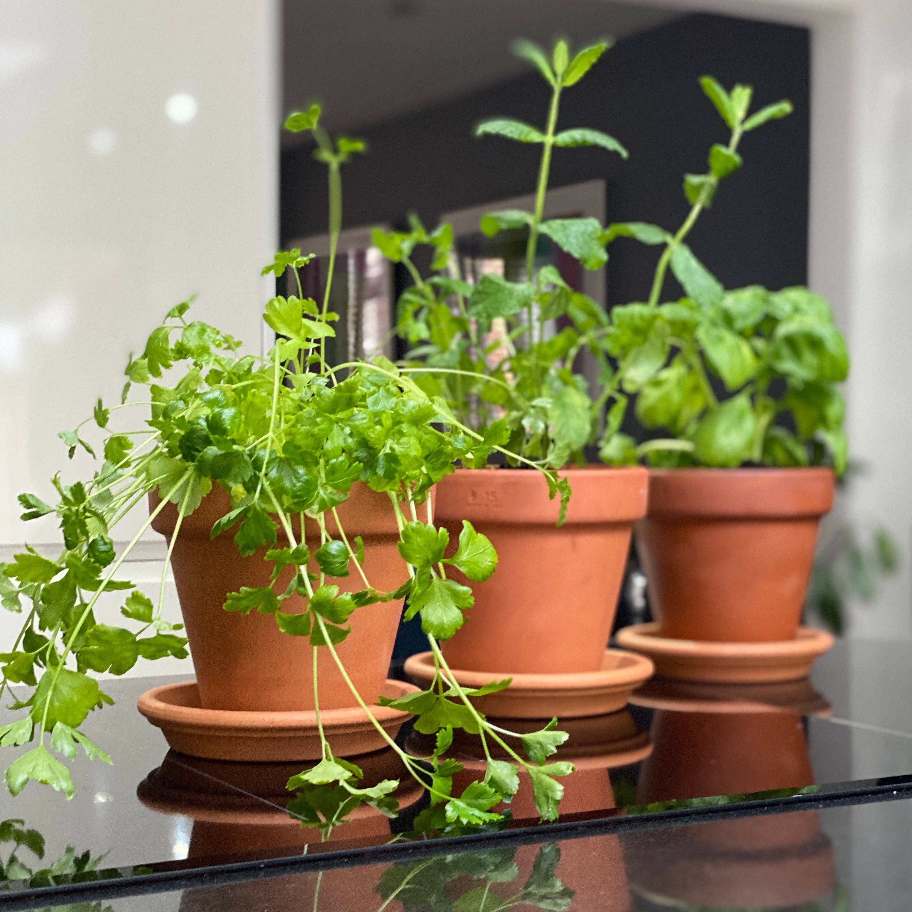 The Terracotta Herbs Company - Vente Graines de plantes - Kit d'herbes en terre cuite7