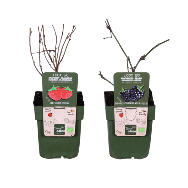 Oasis of Life - Wholesale Live Plant - Organic Berry Mix – Raspberry 'Malling Promise' + Blackberry 'Loch Ness' – Robust & High-Yield Organic Plants – For Garden, Balcony & Terrace0