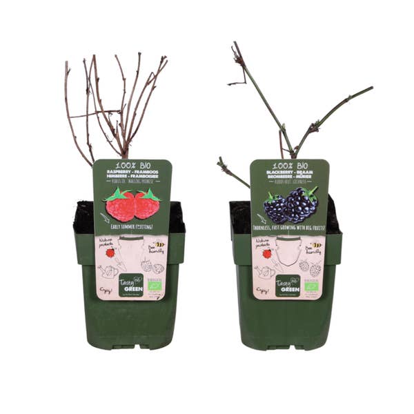Oasis of Life - Wholesale Live Plant - Organic Berry Mix β Raspberry 'Malling Promise' + Blackberry 'Loch Ness' β Robust & High-Yield Organic Plants β For Garden, Balcony & Terrace