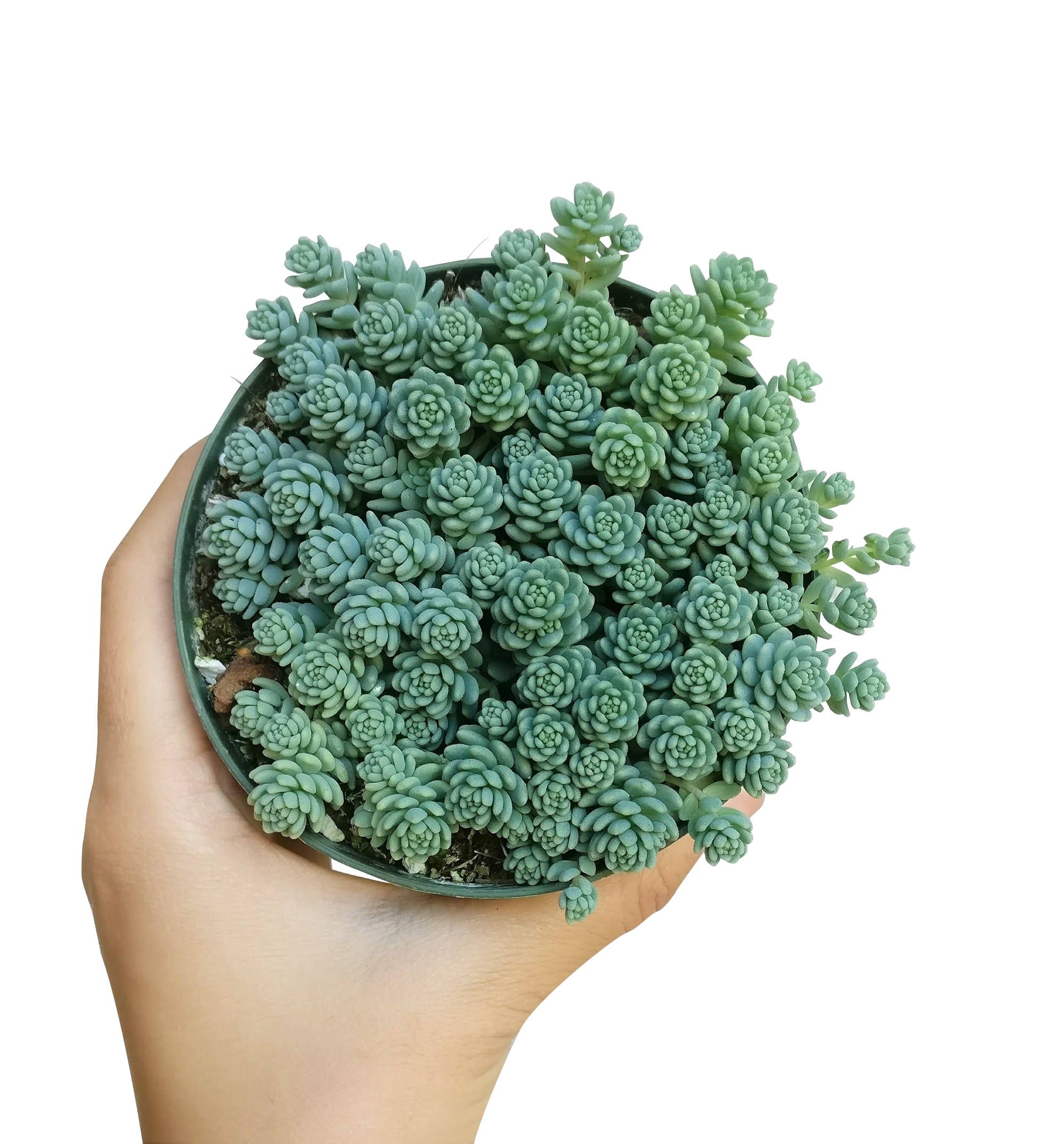Best Plant Friend - Vente Succulentes - Sedum Major - Sedum dasyphyllum 'Ciels Himalayens'12