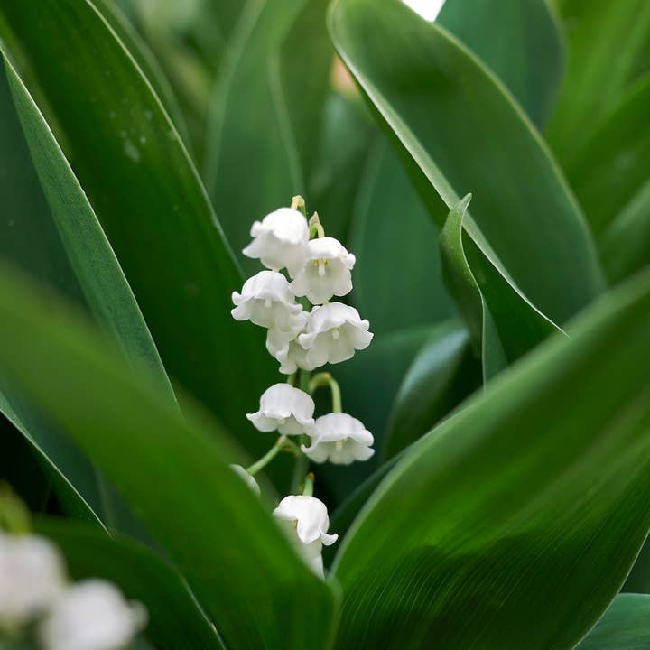 Liljekonvalj Convallaria majalis – 48 växter – 10-25cm – Ø9cm – Doftande skuggväxt med vita blommor – Vinterhärdig marktäckare för trädgård & skogskant för wholesale av Oasis of Life