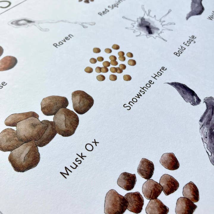 Tiny Nest Studio - Wholesale Art Print - Scat of Alaska Art Print