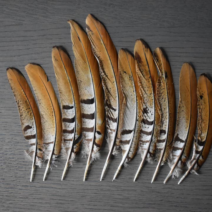 Plumes Naturelles – Engroshandel Fjer – Fasan fjer 10 centimeter