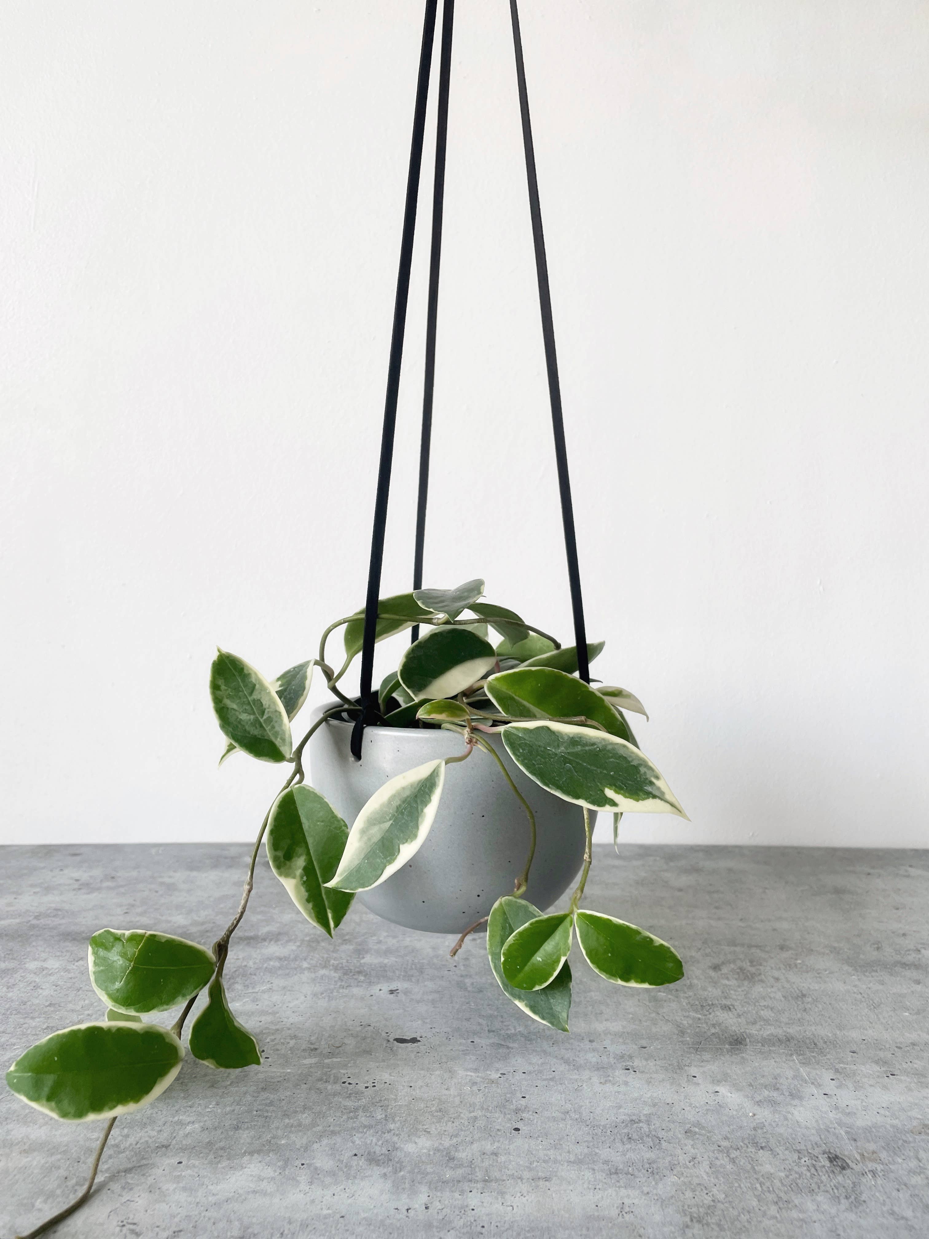 Little Fire Ceramics - Wholesale Hanging Planter - 5" Hanging Planter6
