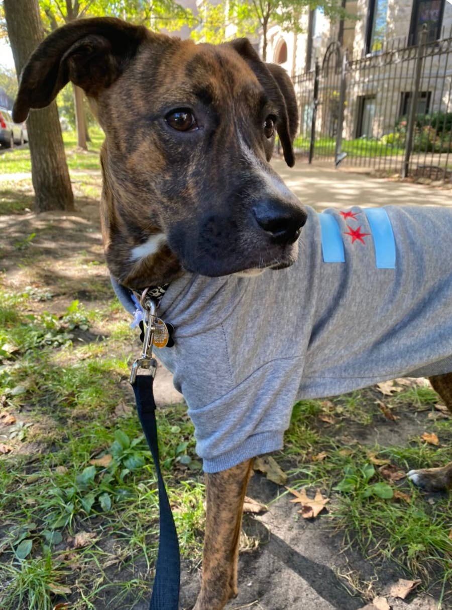 tori grace outfitters - Vente Sweat à capuche – chien - sweat à capuche pour chien Chicago Flag, pull brodé pour chien Chicago