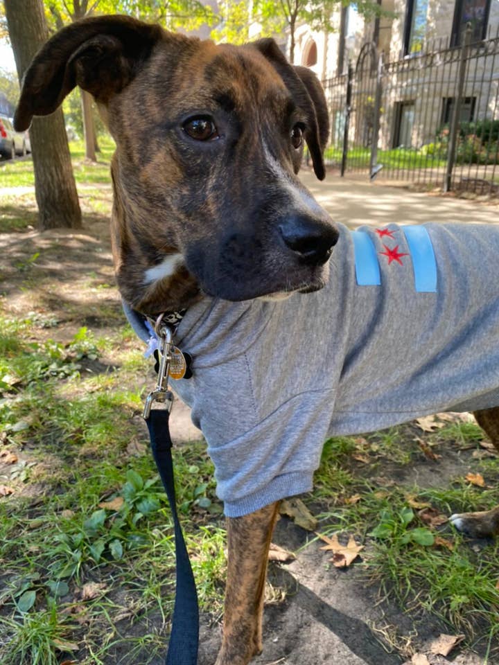 Chicago flag dog hoodie for wholesale by tori grace outfitters