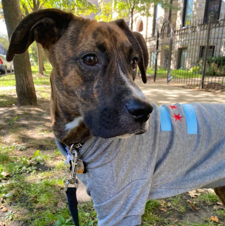 tori grace outfitters - Wholesale Pet Hoodie - Dog - chicago flag dog hoodie, embroidered chicago dog sweater0