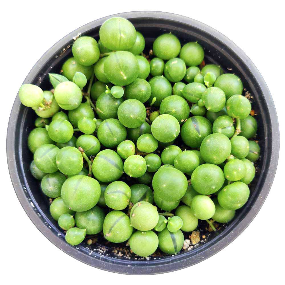 Best Plant Friend - Wholesale Succulent - String Of Pearls Succulent Plant 2/4/6 inch Grower Pot10