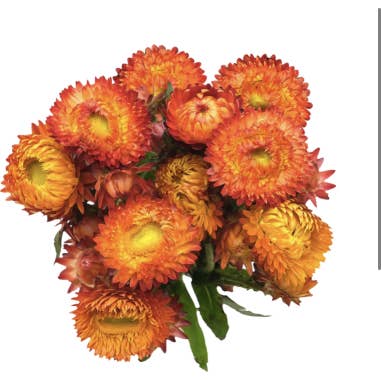 Florasource - Wholesale Fresh Cut Flowers - Strawflower Assorted 120 stems 60cm