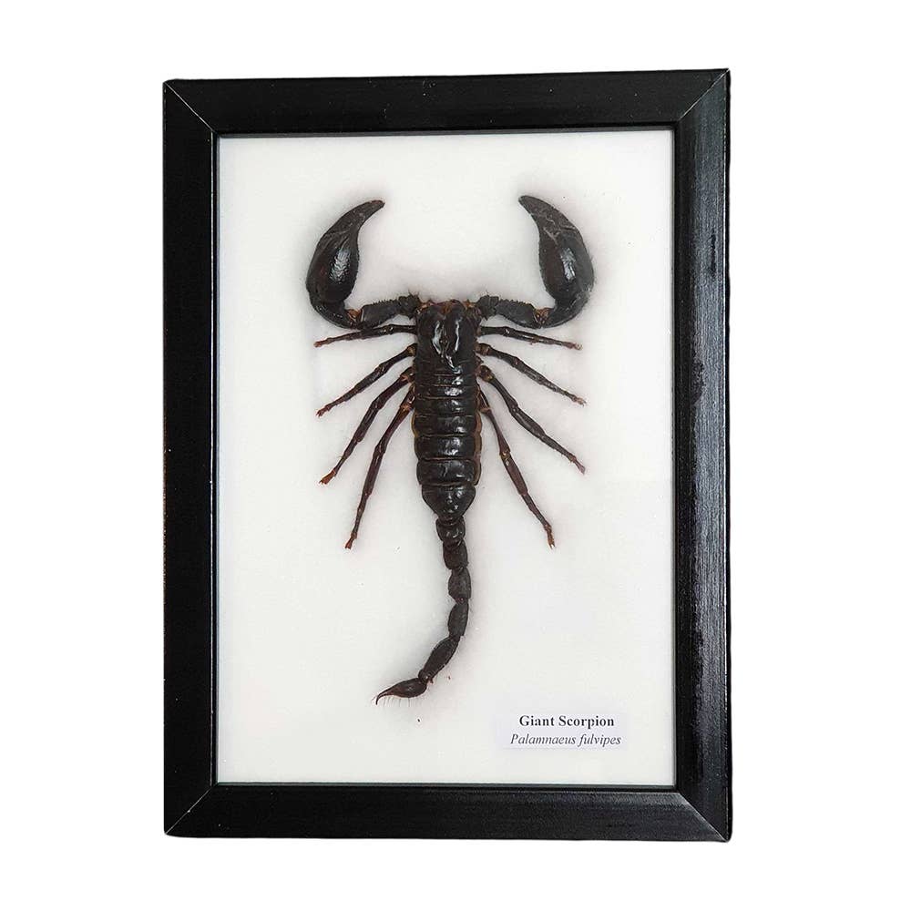 VIE - Wholesale Wall Accent - Framed Insect, Assorted1