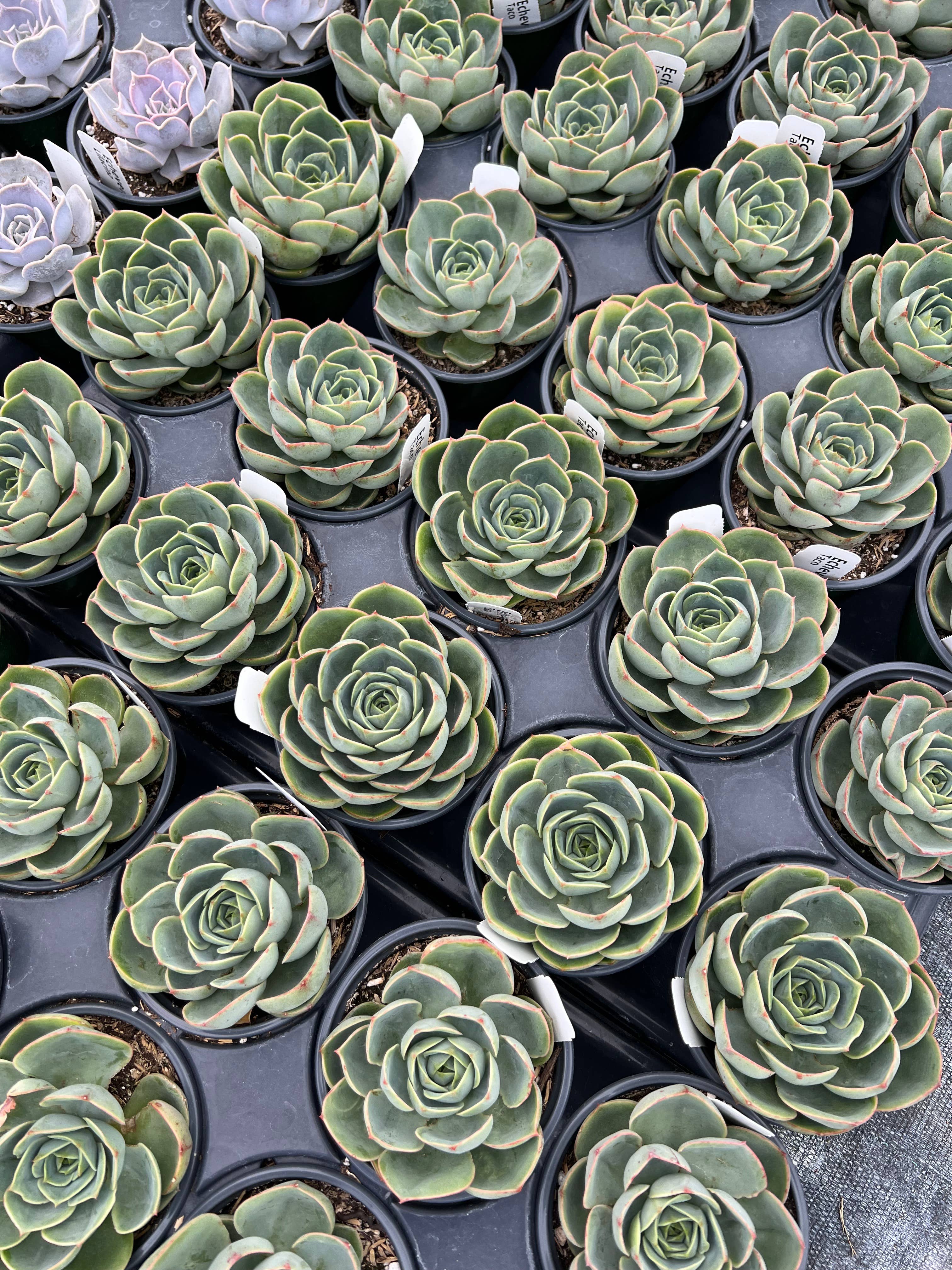 Dutch Touch Growers - Wholesale Succulent - 10 - Assorted Live 4" Rooted Succulents7