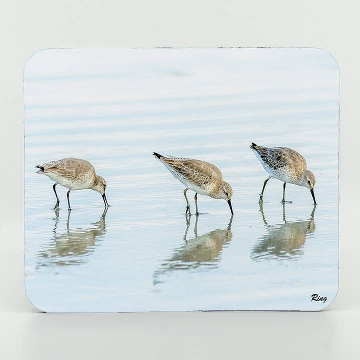 Mouse Pad-White Rump Sandpipers for wholesale by Mike Ring Photography