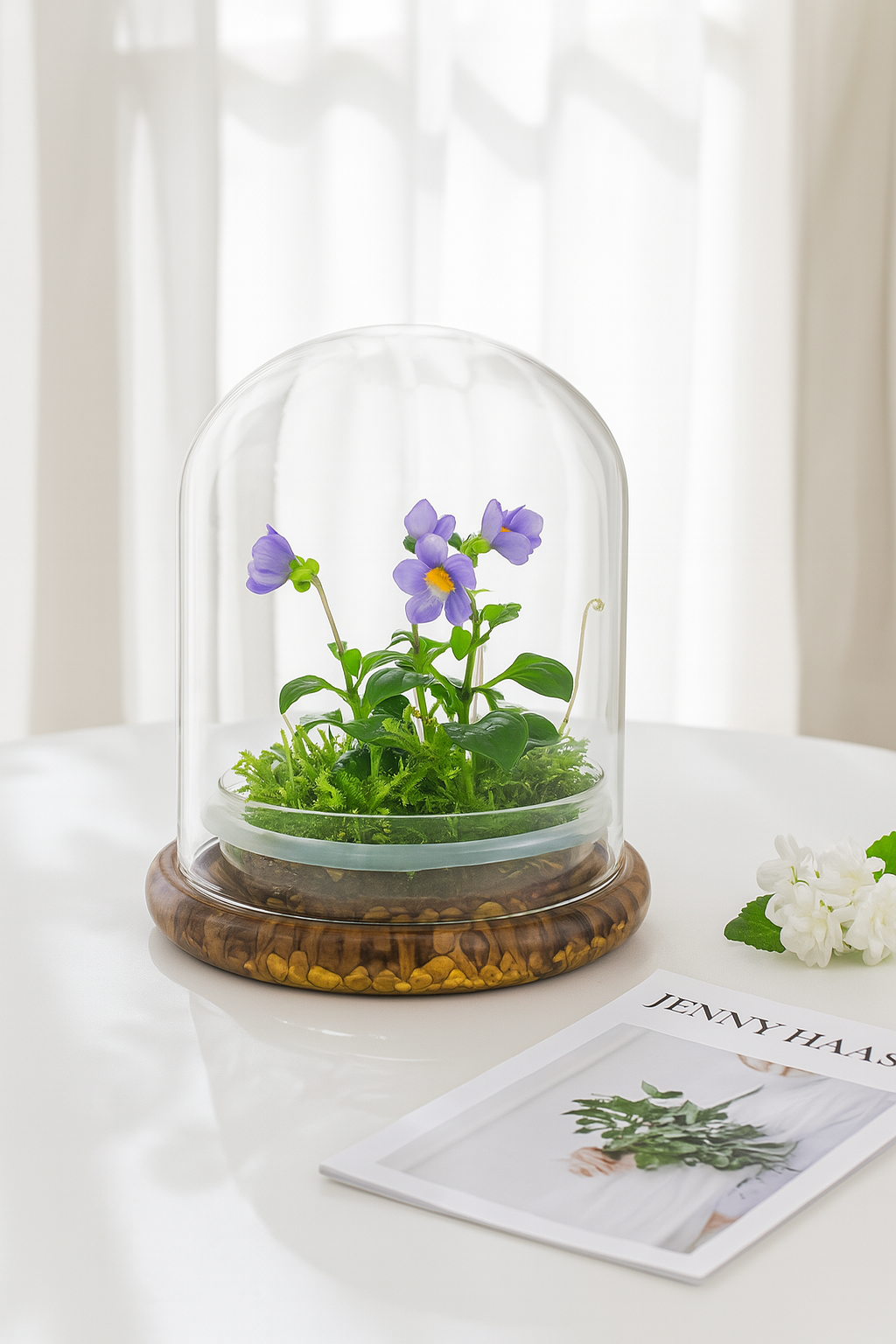 bloomify – Planta viva por atacado – Violeta Persa (Exacum Affine) com Musgo Sundew, Floração All Season, Vidro Cúpula2