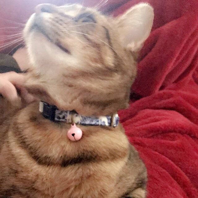 Very Vintage Designs - Wholesale Pet collar – Cat/dog - Blue Dog Collar Floral Vintage Style Royalcore Handmade USA5