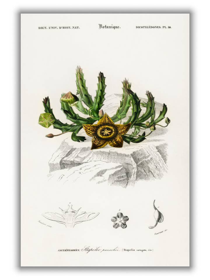 Fiore di carga per la vendita all'ingrosso da parte di Stanley Print House