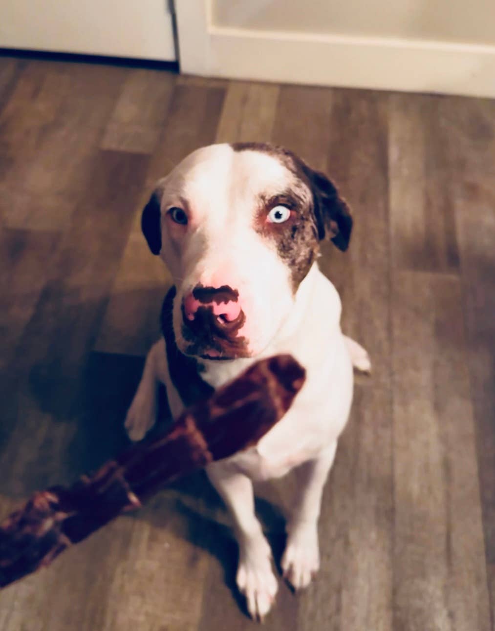 Vinny's Munch & Play - Wholesale Pet Treats - Dog - Beef Dog Jerky1