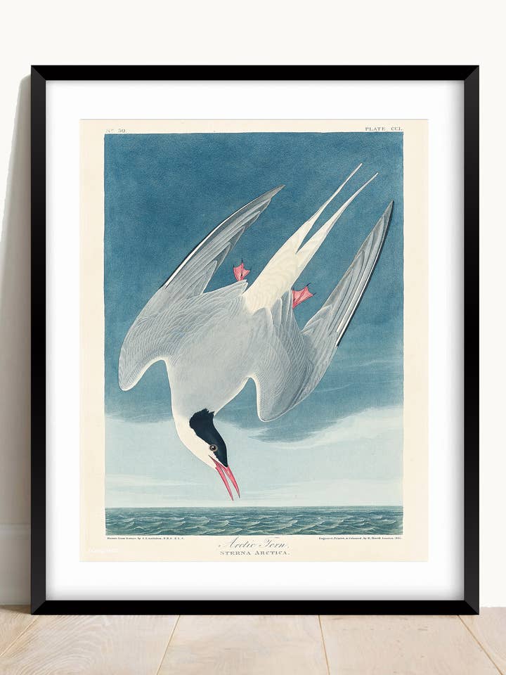 John James Audubon, Atlantic Tern Print for wholesale by AwalkonthewildsideUK