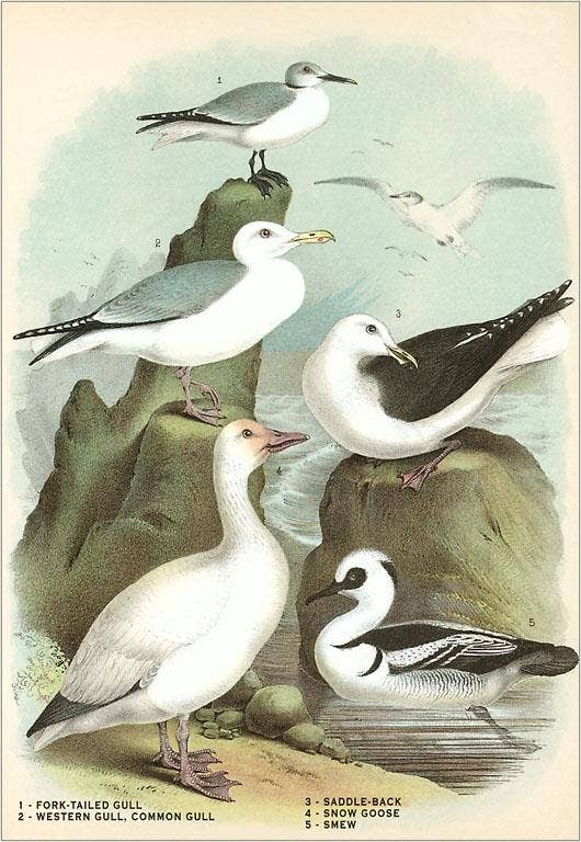 Found Image Press - Wholesale Stationery/Notecard Set - Greeting Card BD-47 Gulls, Snow Goose, Smew0