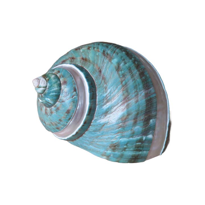 Product Import Holland – wholesale Dekorativt bordsobjekt – Turbo Poleng - snäcka - dekoration - strand - unik - beach