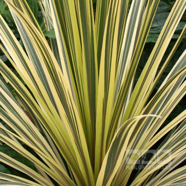 Cordyline Torbay Dazzler for wholesale by VIVERCID