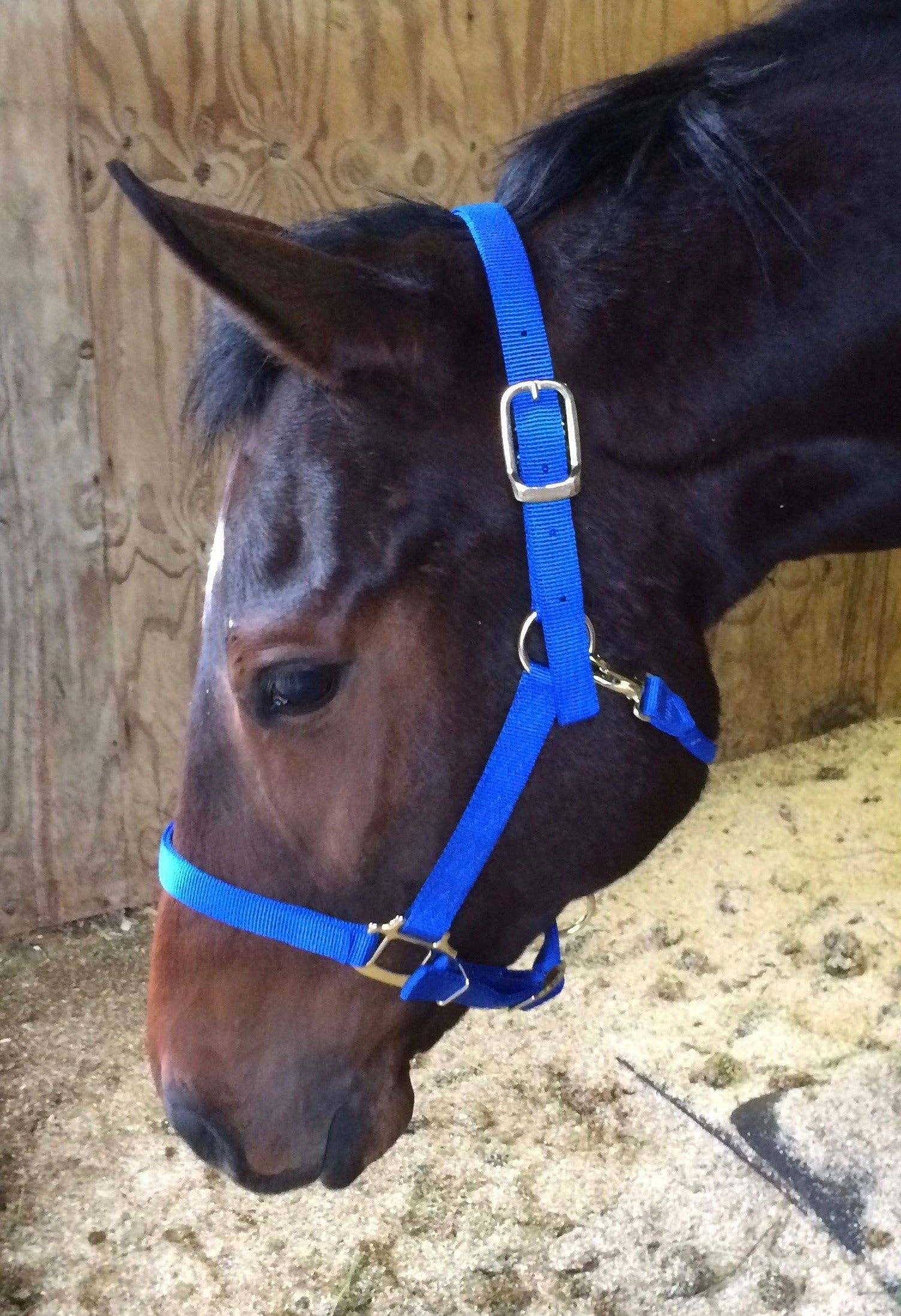 Grewal Equestrian - Wholesale Paardrijuitrusting - Nylon hoofdstellen voor paarden9