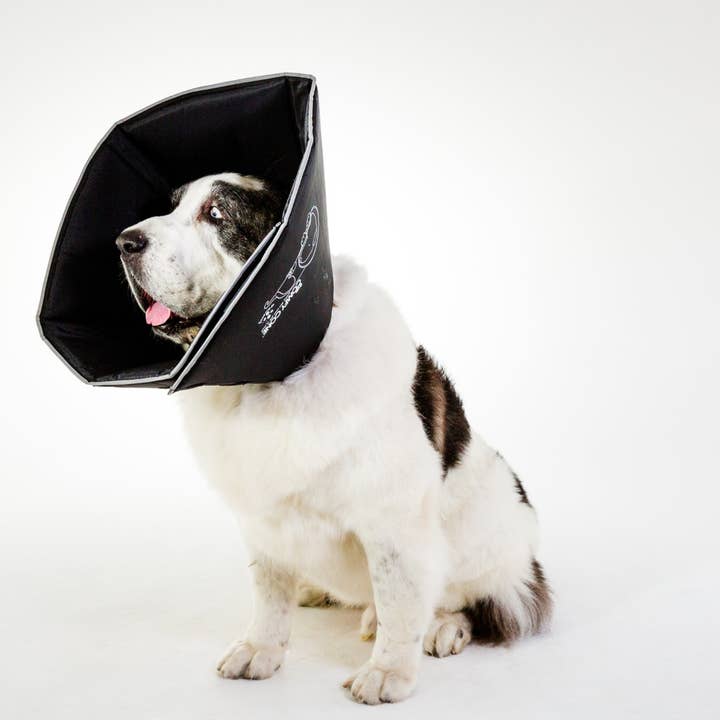 All Four Paws - Wholesale Pet Collar - Dog - XXL-The Original Comfy Cone