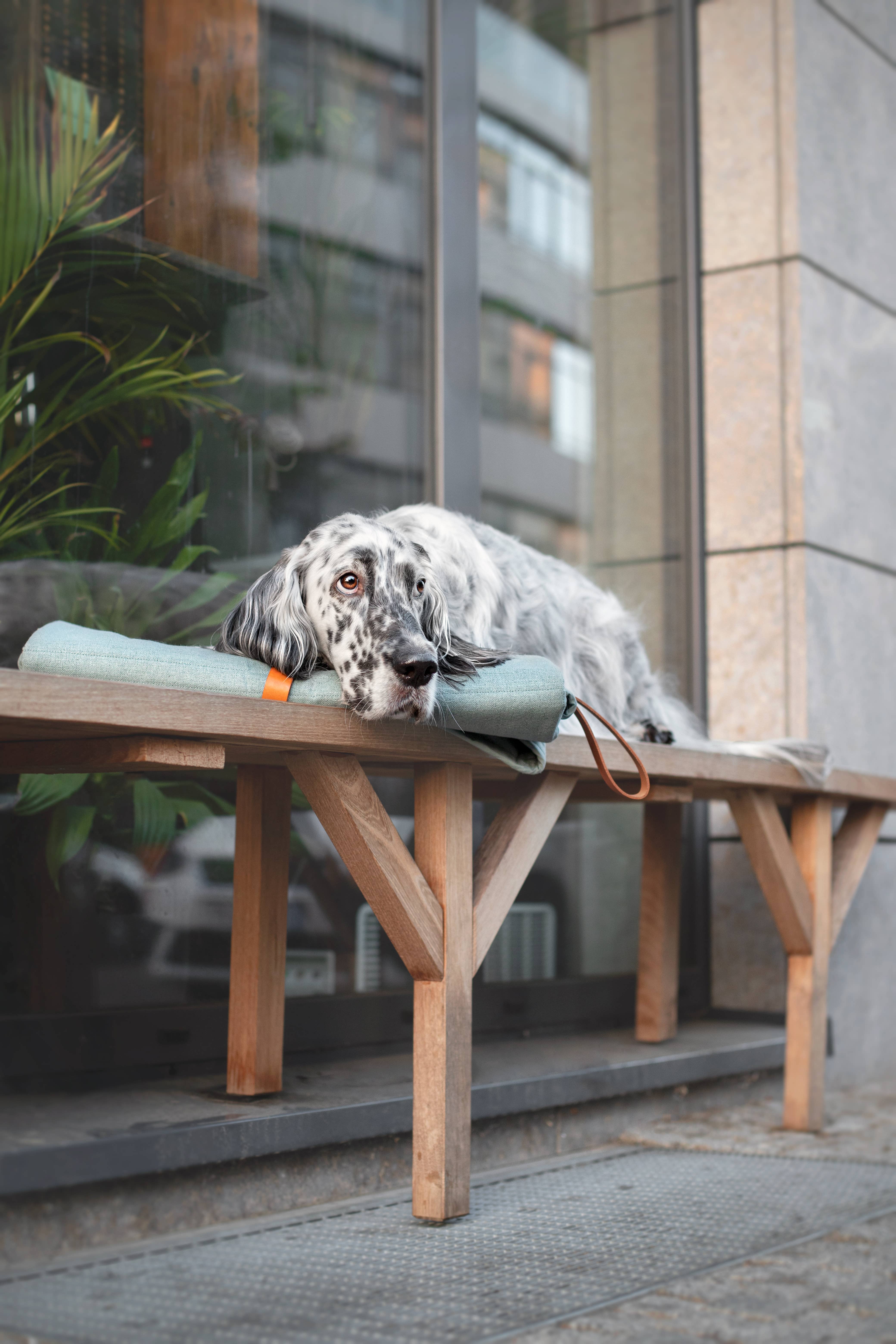 Labbvenn – Engroshandel Kæledyrsmåtte – Hund – Okka kompakt og alsidig rejsemåtte til kæledyr37