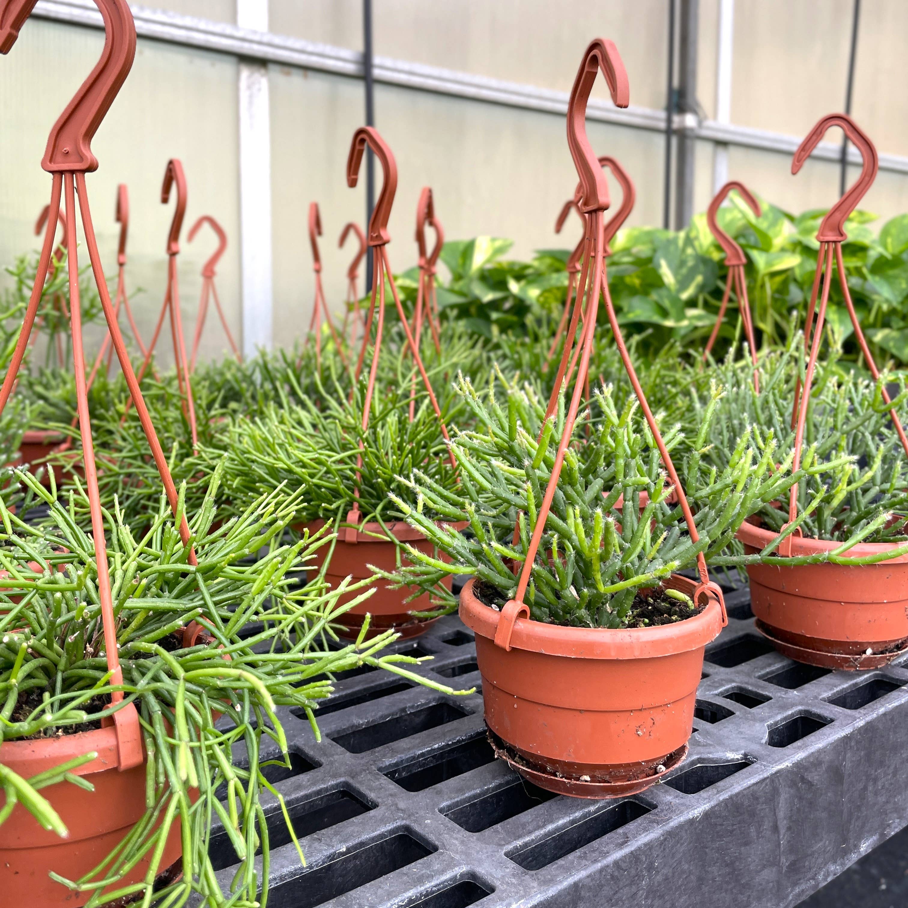 Thorsen's Greenhouse - Wholesale Live Plant - Rhipsalis Cactus Hanging Pot - 4" Live Plant6