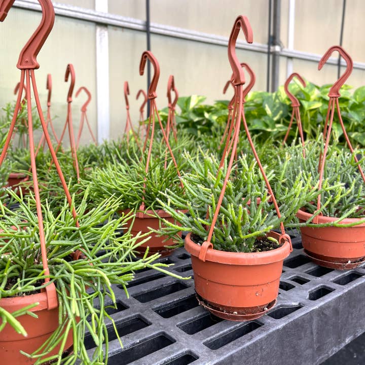 Thorsen's Greenhouse - Wholesale Live Plant - Rhipsalis Cactus Hanging Pot - 4" Live Plant6