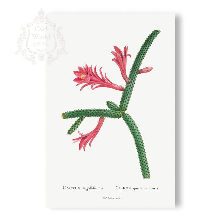 Flagelliformis Cactus Print for wholesale by Old World Art Co.