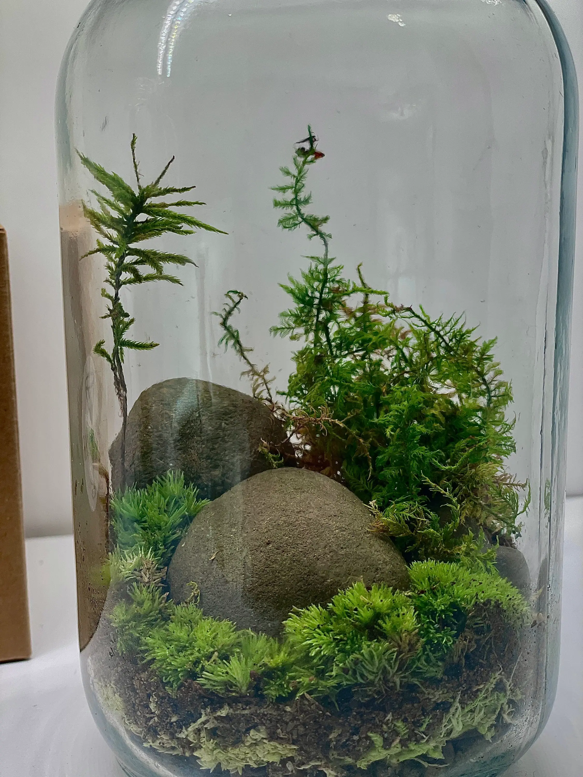 Moss & Stone Gardens – wholesale Terrarium – DIY Moss Terrarium Kit – Jungle in a Jar 3