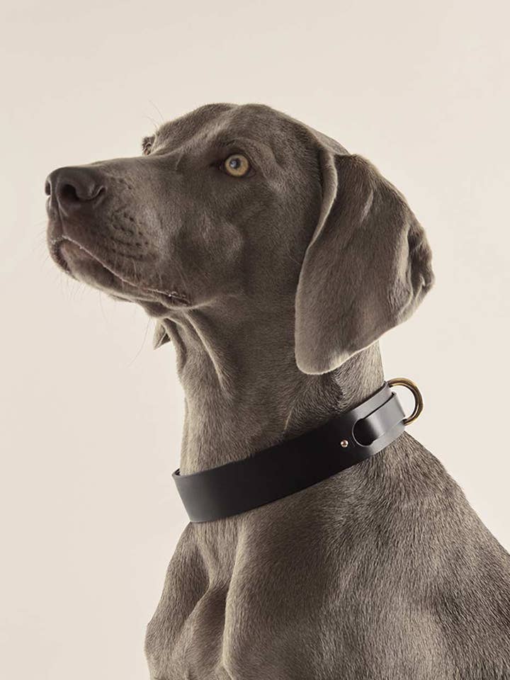 Gola para cão · Preto por atacado de INDÓMITO