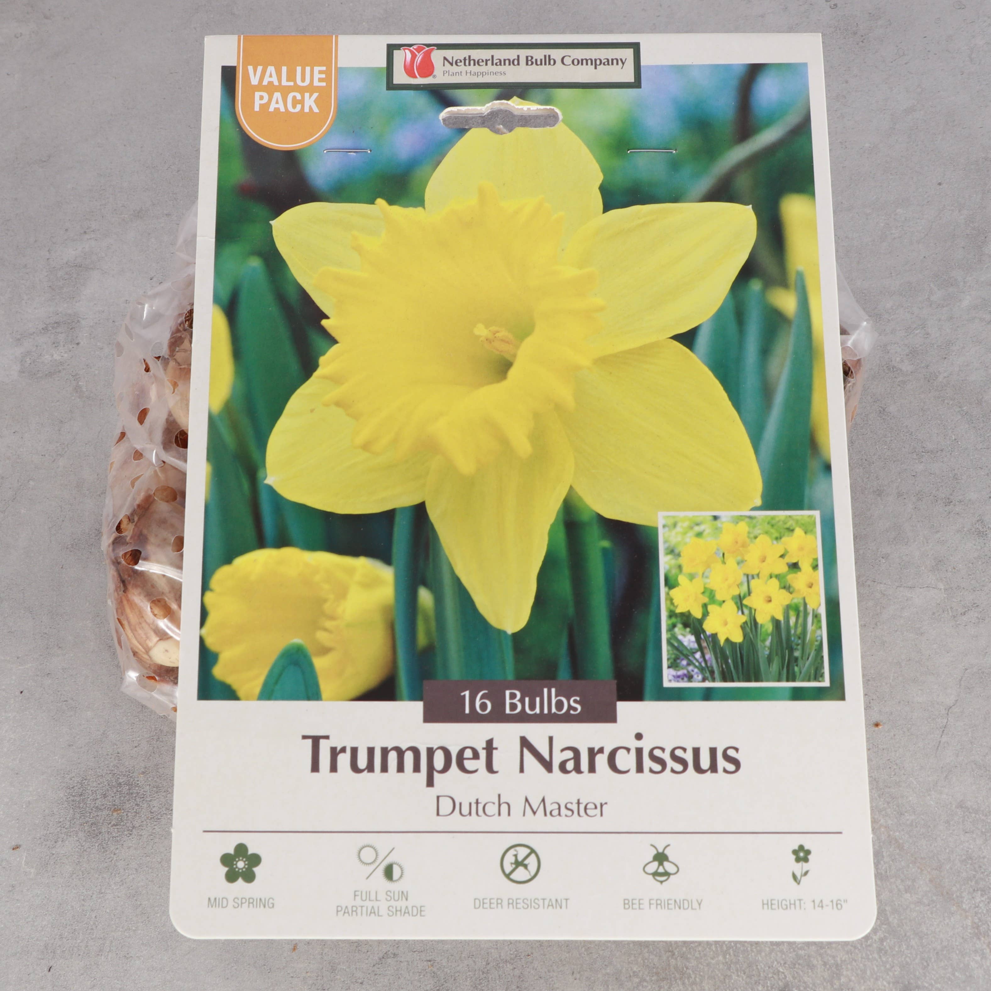 Thorsen's Greenhouse - Wholesale Live Plant - Daffodil Bulbs - Trumpet Dutch Master - Perennials - Value1
