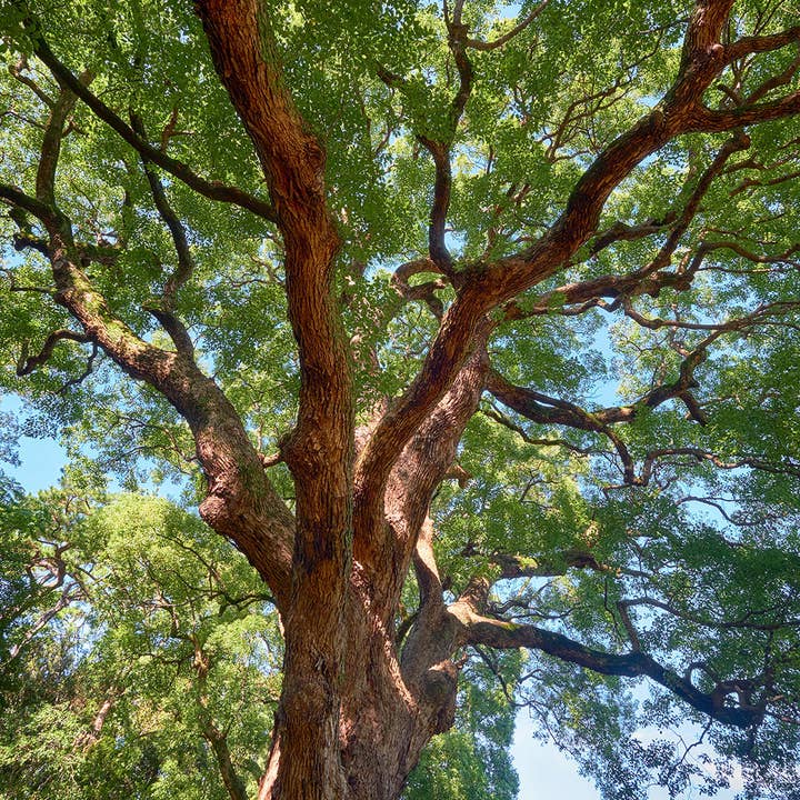 Træ Essential Oil for engroshandel hos Miracle Botanicals