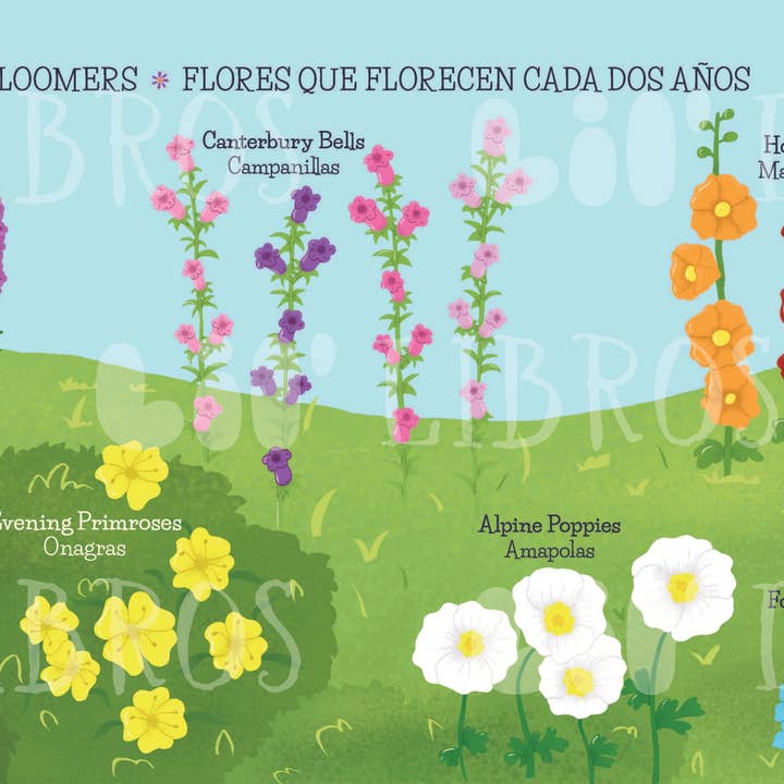 Lil' Libros ~ Bilingual Children's Books & Games - Wholesale Early Reader Book (6-8) - My First 100 Plantitas & Florecitas Words (Bilingual)2