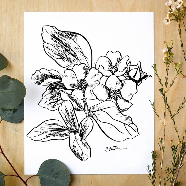 Botanical Study in Pen and Ink - 8"x10" Print for wholesale by Birds & Blossoms