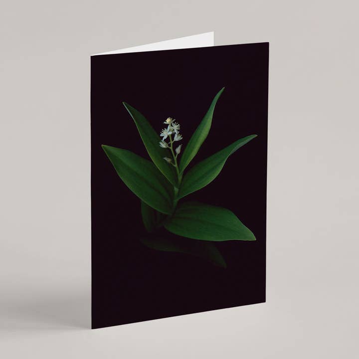 Tarjeta de felicitación / Estrella de flores para venta al por mayor de Raoul & Simone