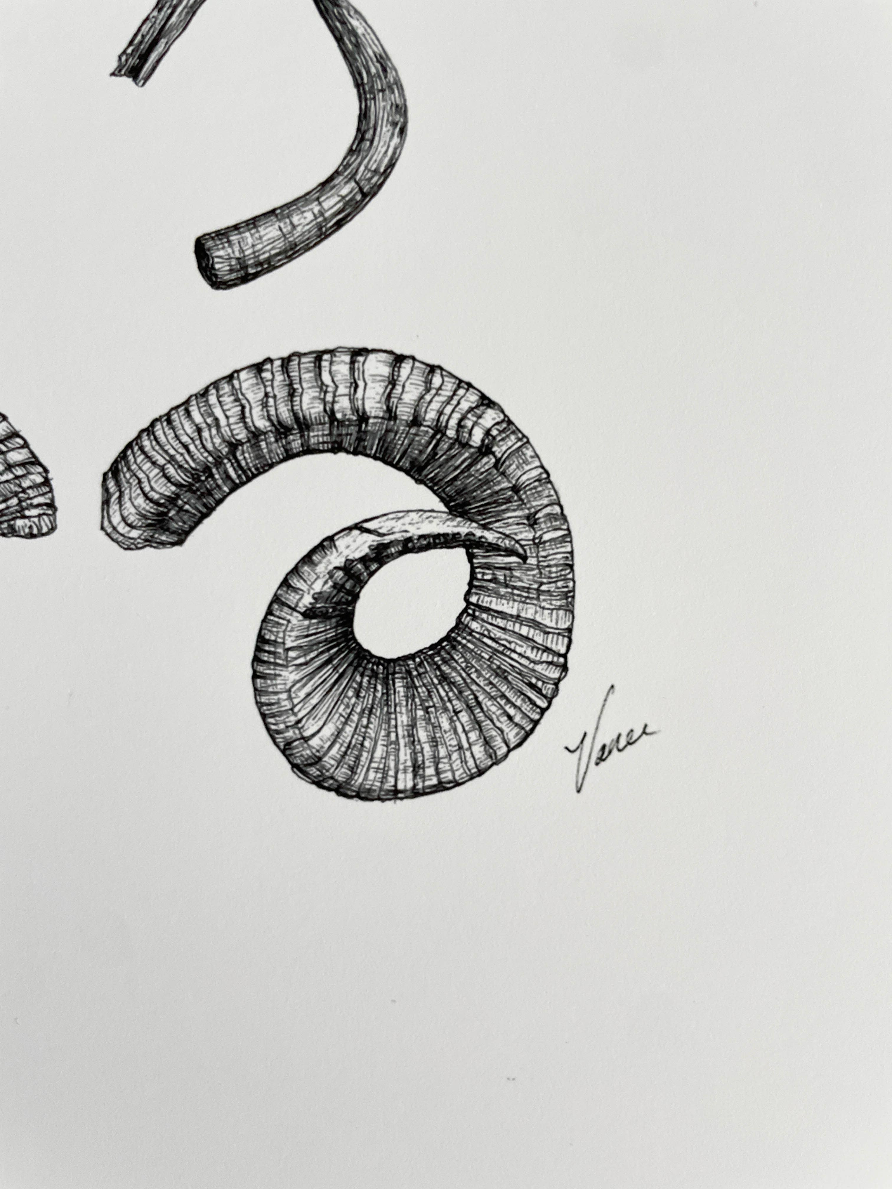 Vanee.ink - Wholesale Art Print - Horns & Antlers Print4