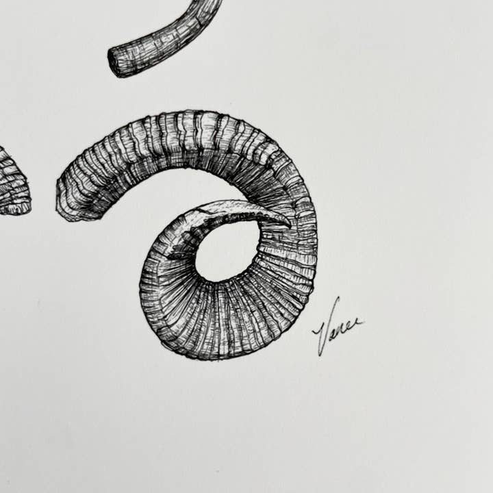 Vanee.ink - Wholesale Art Print - Horns & Antlers Print4