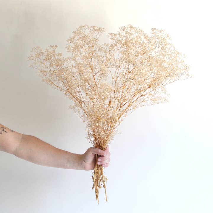 Roxanne's Dried Flowers - Wholesale Dried/Pressed Flowers - Gypsophila - Preserved Mini 2