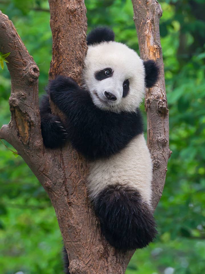 90210 Exotics för wholesale av 90210 Exotics