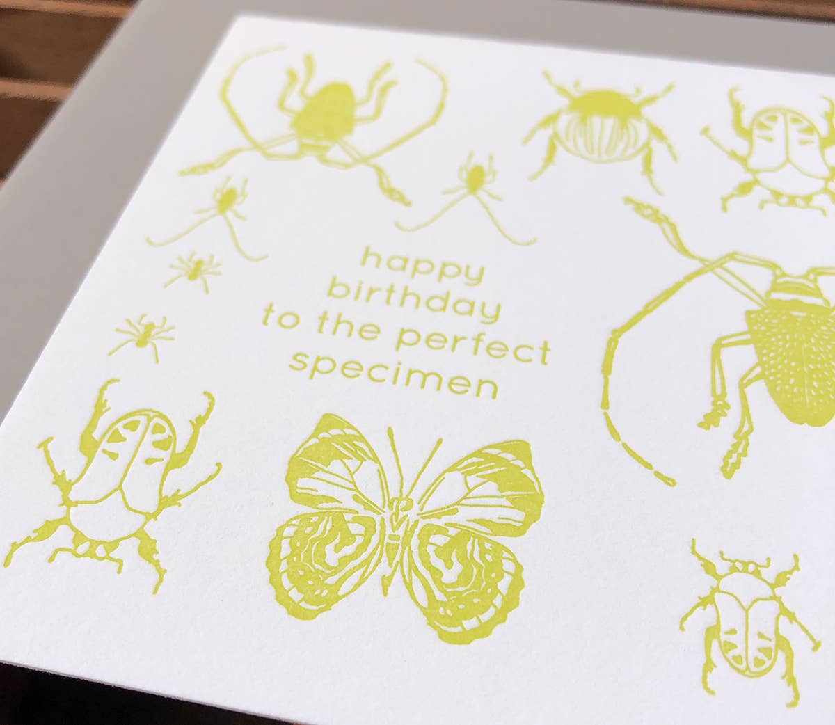 Blackbird Letterpress - Wholesale Birthday Card - insects birthday card1