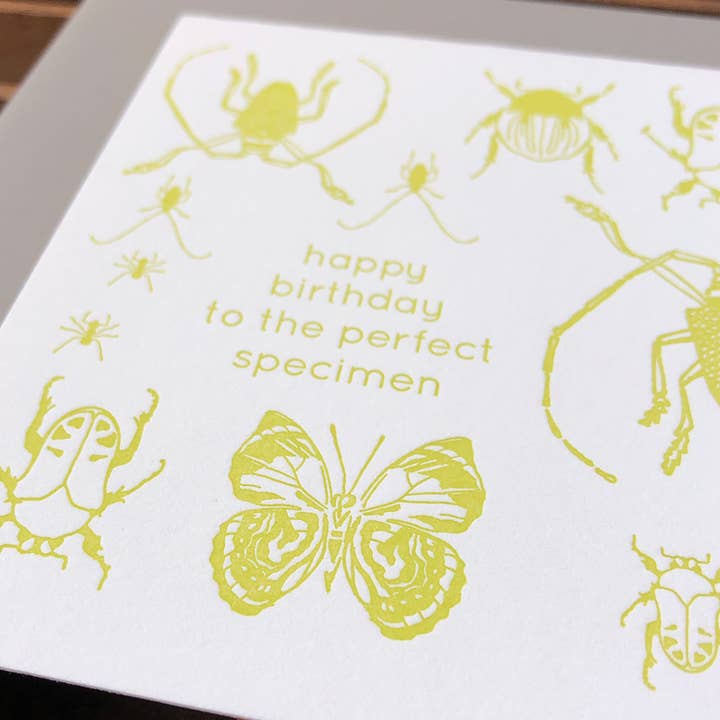 Blackbird Letterpress - Wholesale Birthday Card - insects birthday card1